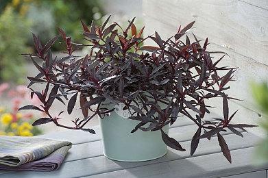 《沙石镇时光》发售宣传片公布 抢先体验版现已推出